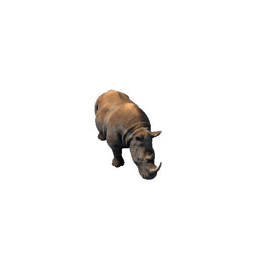 Rhino2_RM (1)